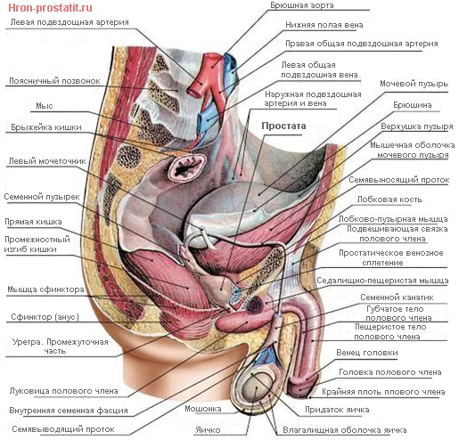 Семенной Бугорок У Мужчин Где Находится Фото